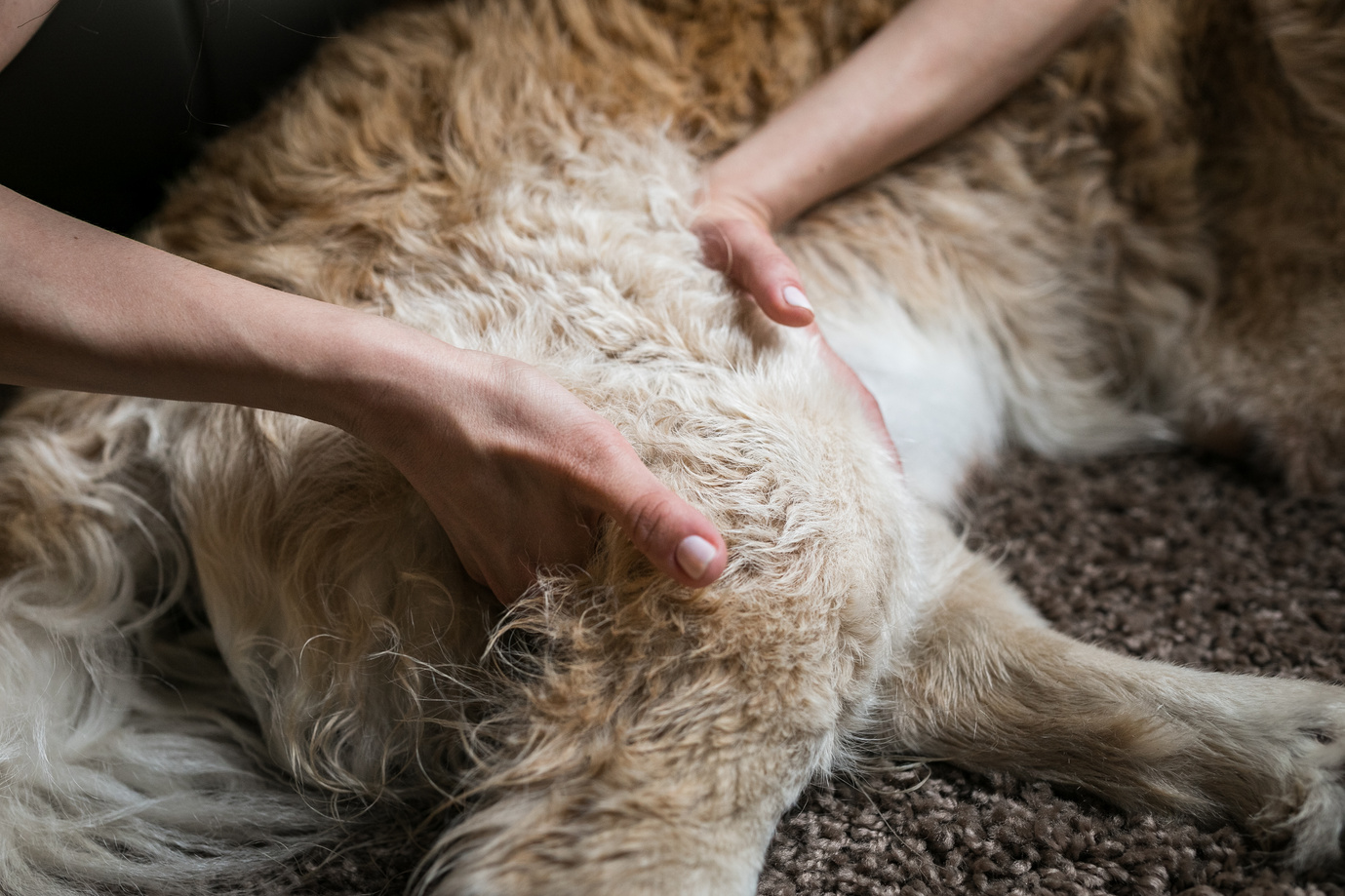 Dog Massage Therapy