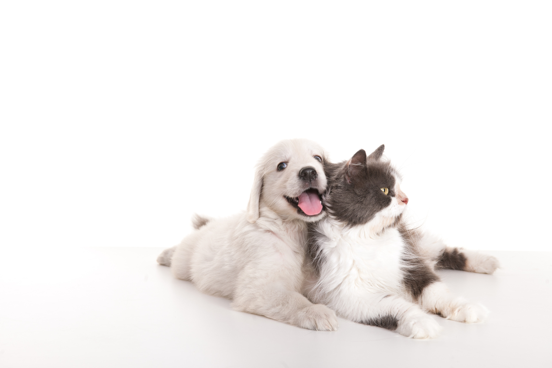 beautiful cat and dog